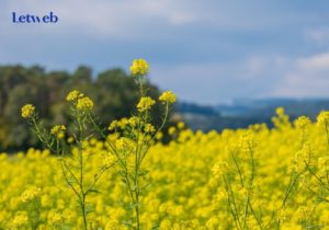 Thư viện hình ảnh của Pixabay khá đồ sộ với gần 1 triệu tác phẩm